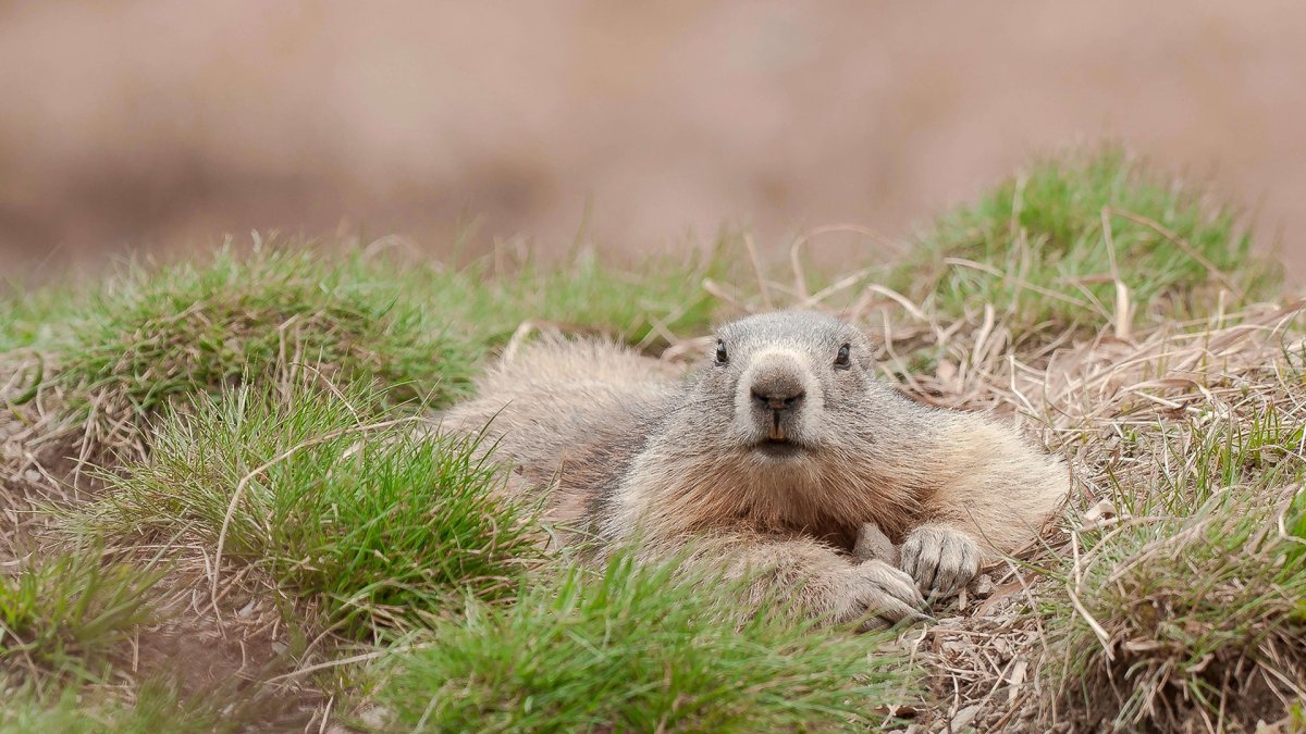 Орущий сурок