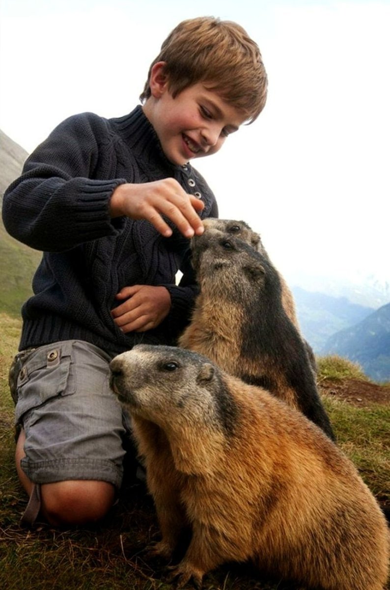 Горные сурки Гималаи