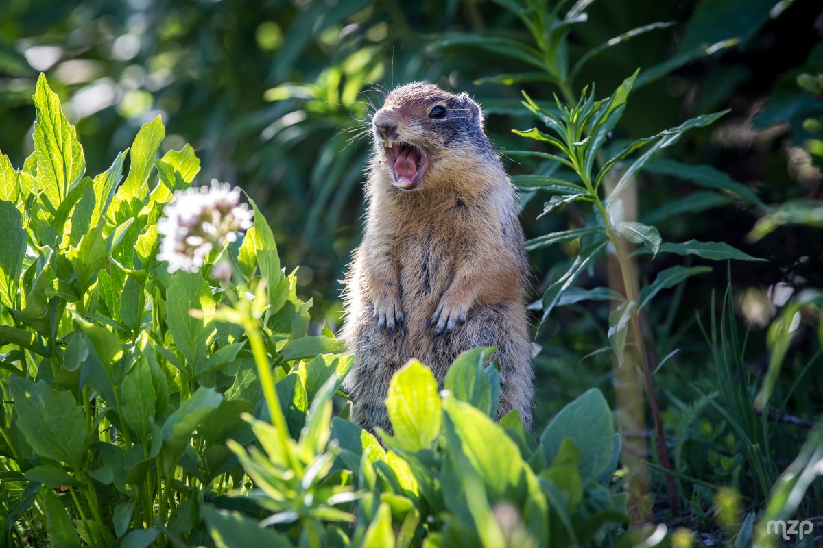Сурок Мензбира