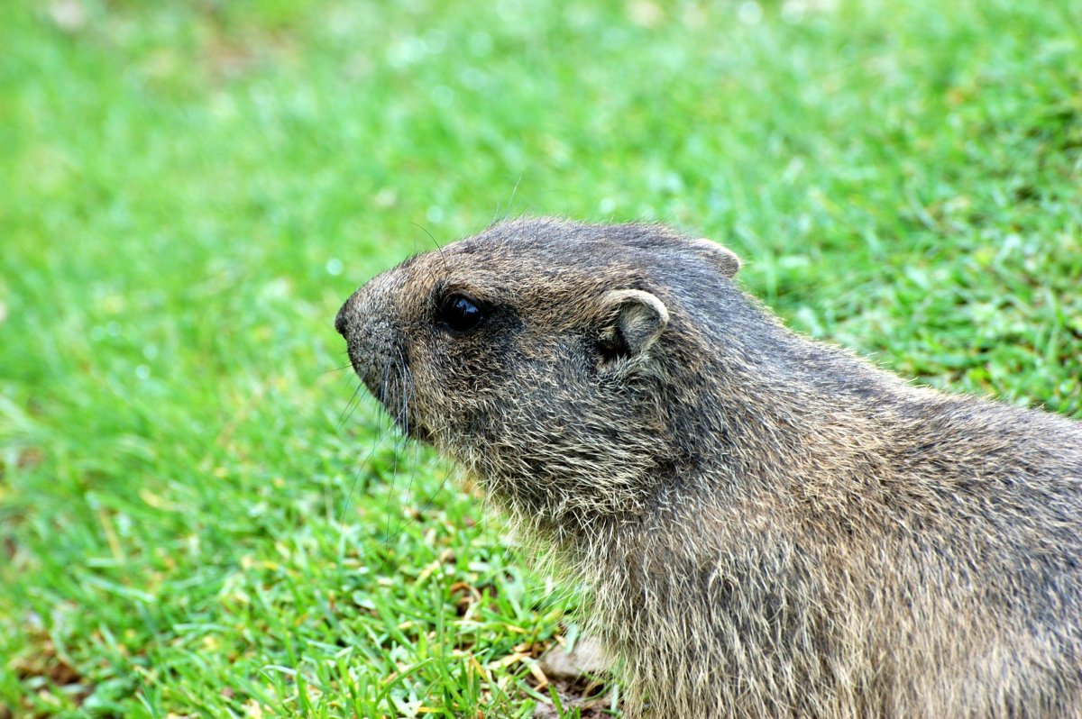 Лесной сурок