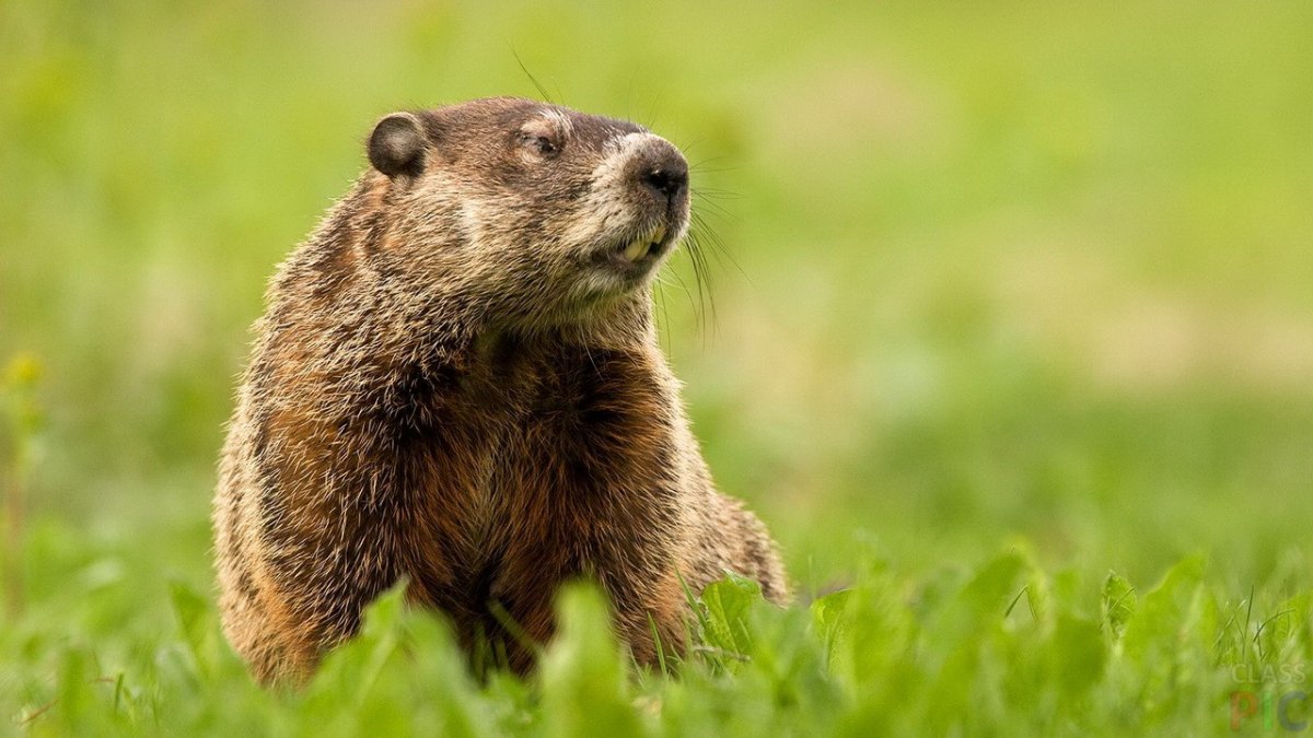 Швейцария сурки Альпийские