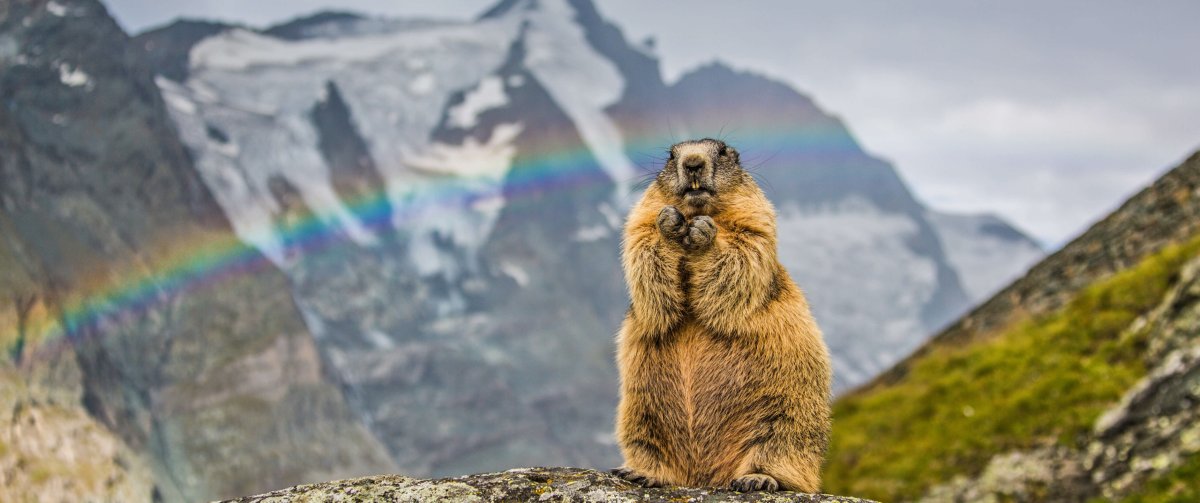 Alpine Marmot