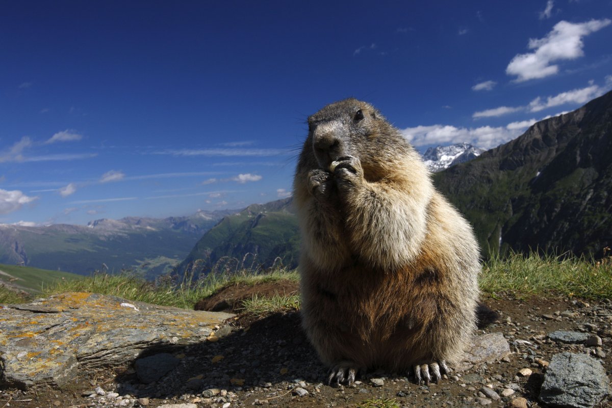 Мармот сурок