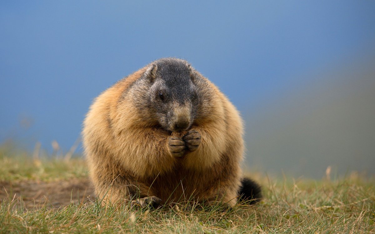 Альпийские сурки Австрия
