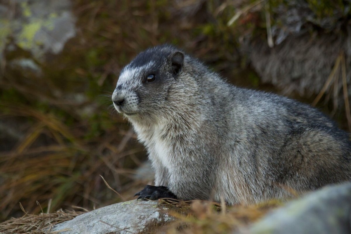 Альпийский сурок анфас