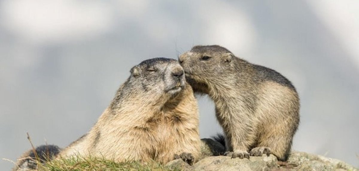 Грызуны альпийских лугов