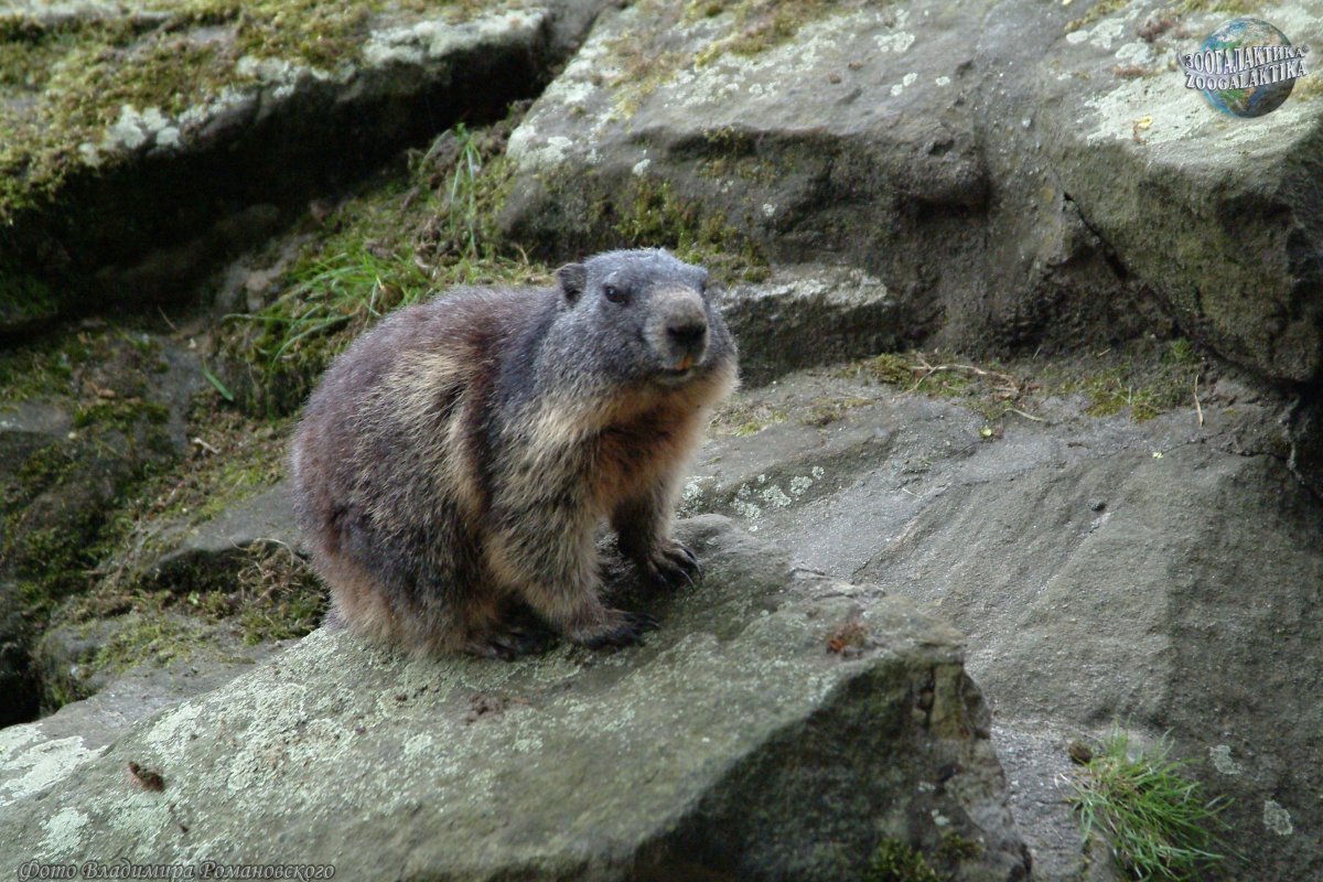 Швейцария сурки Альпийские