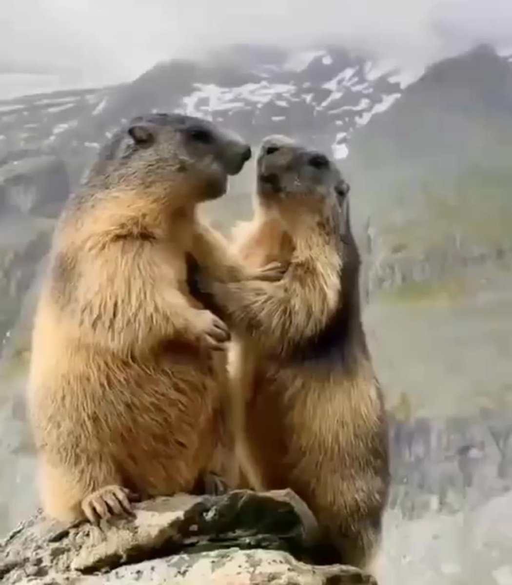 Сибирский сурок