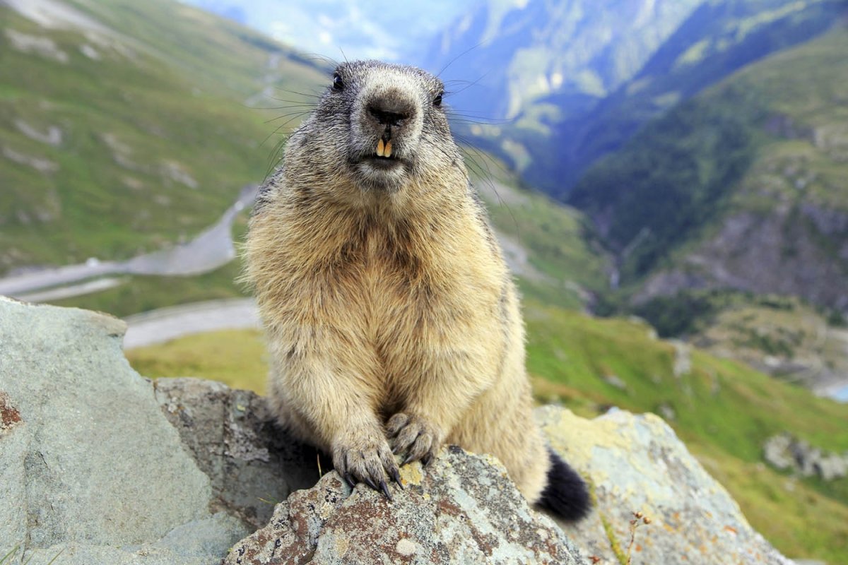 Маттео Вальч и сурки