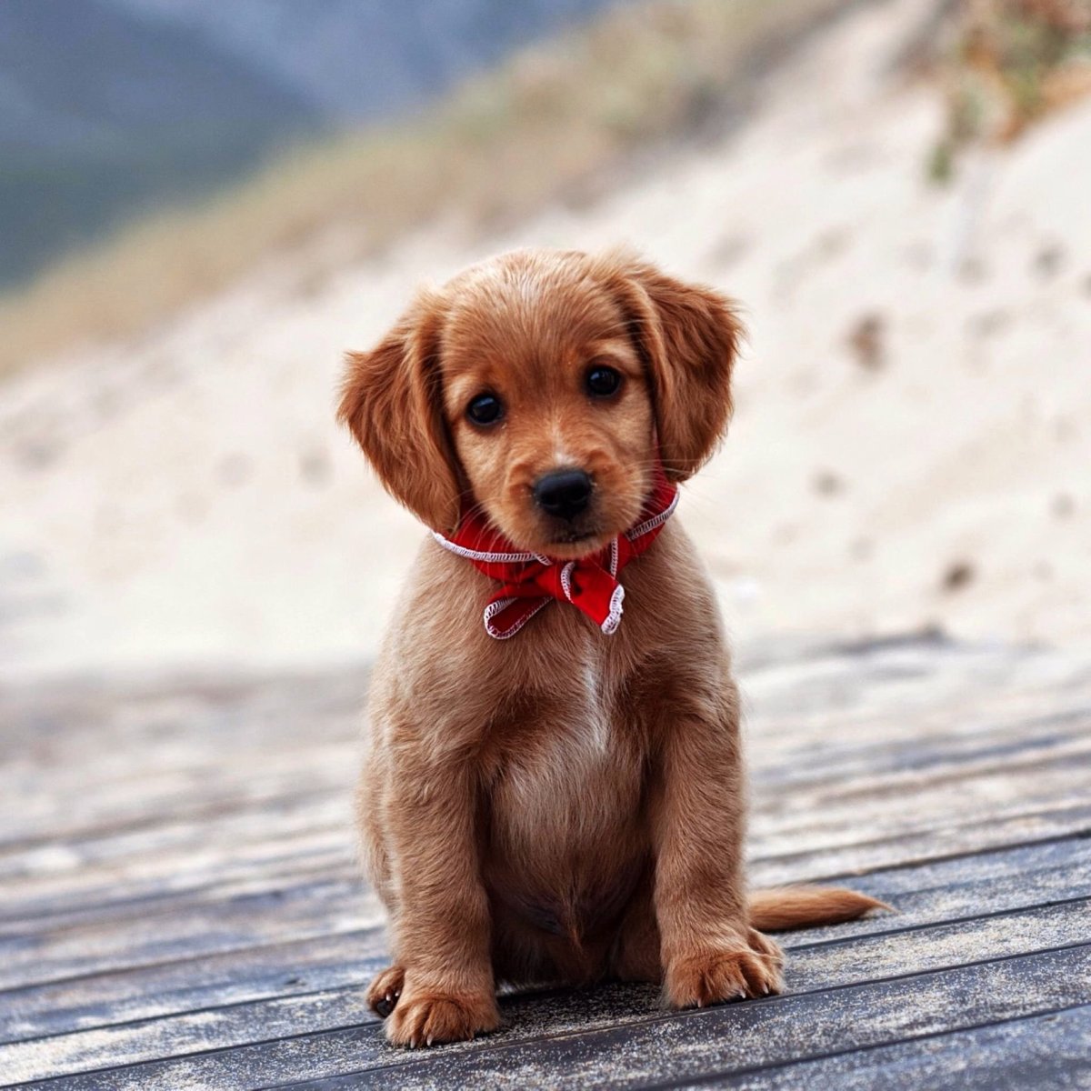 Красивые маленькие собачки