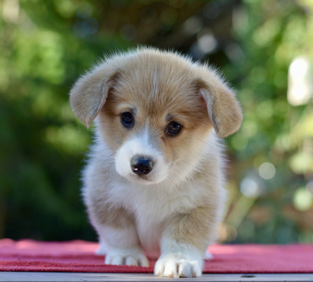 Вельш корги мини