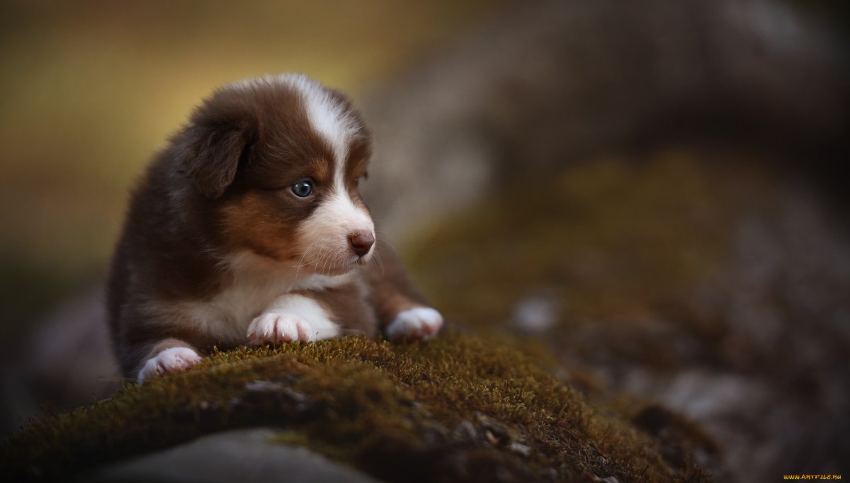 Померанский шпиц Пуппи