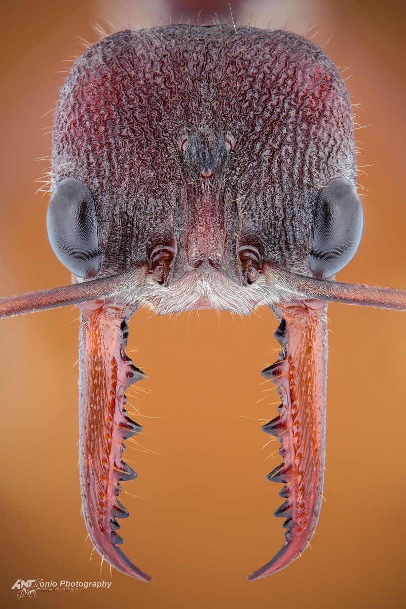 Сколопендра голубая