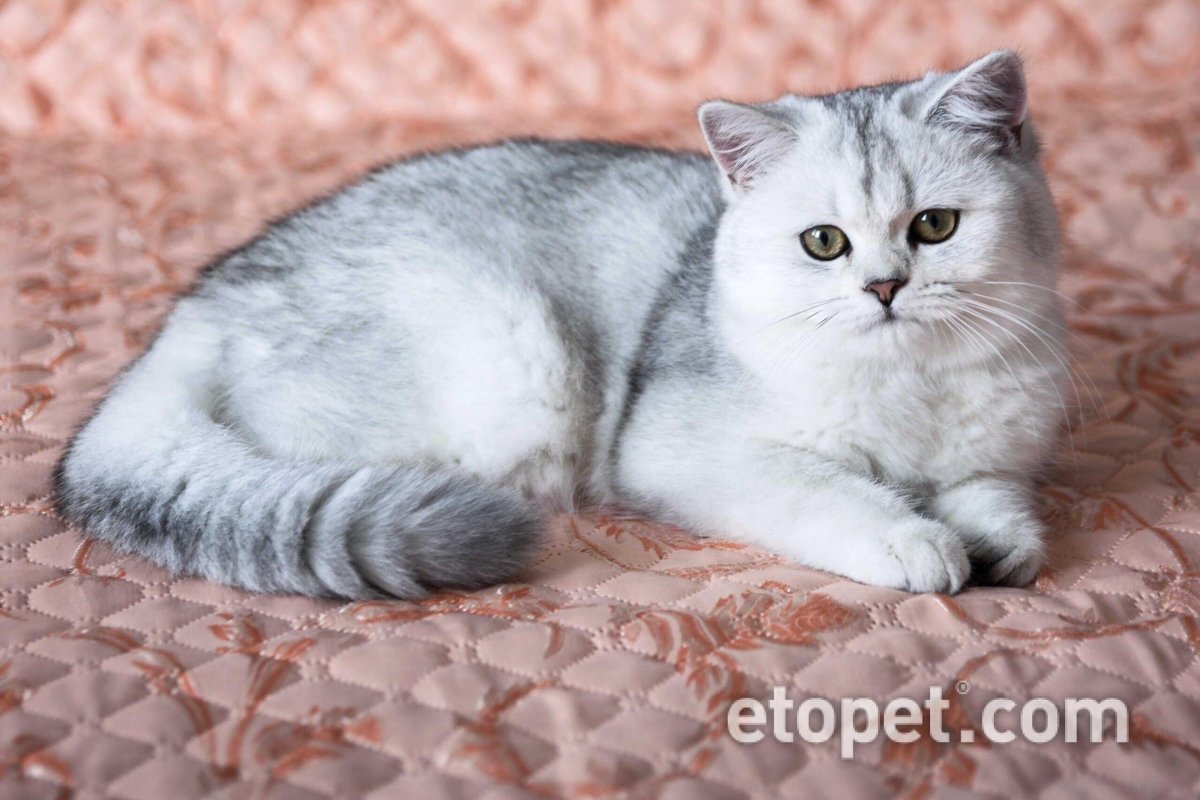 Шотландская прямоухая шиншилла серебристая