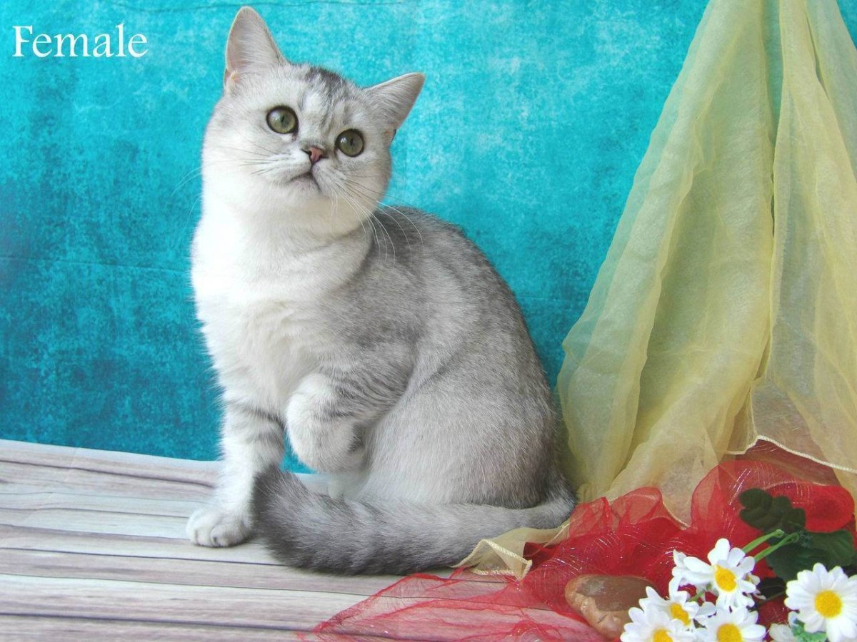 Шотландская кошка прямоухая серебристая шиншилла