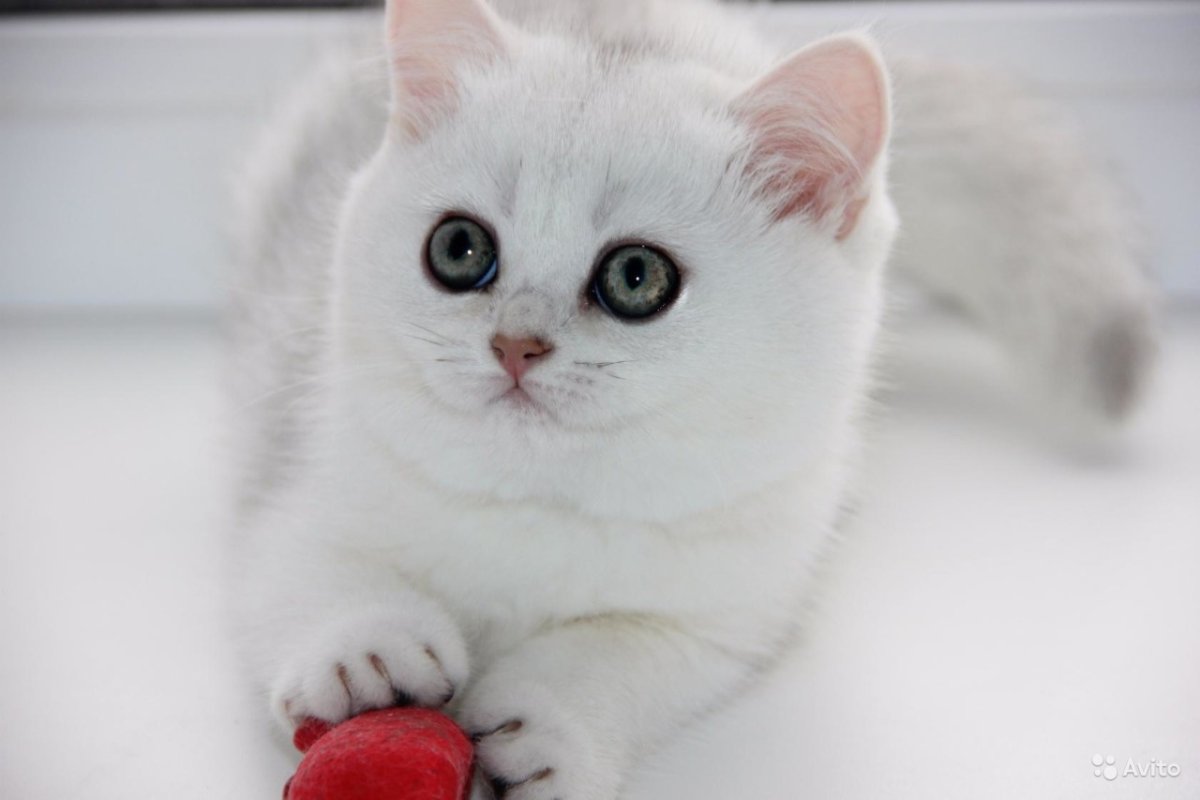 Шотландская прямоухая голубая