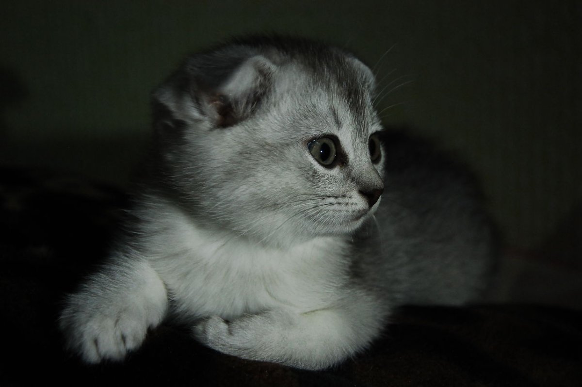 Шотландский скоттиш страйт белый