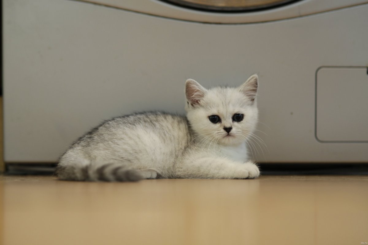 Скоттиш страйт шиншилла мальчик