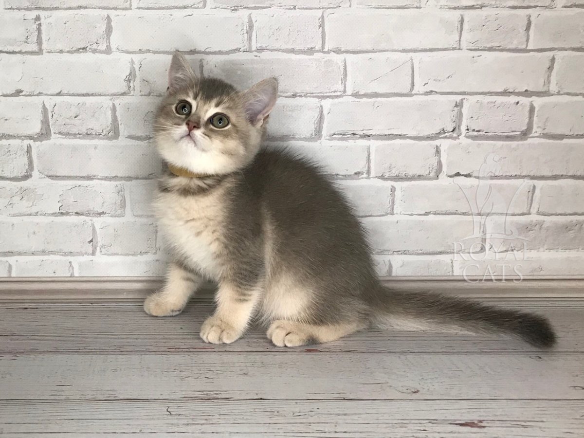 Британская Золотая шиншилла