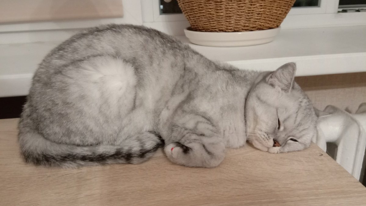 Голубая шиншилла кот