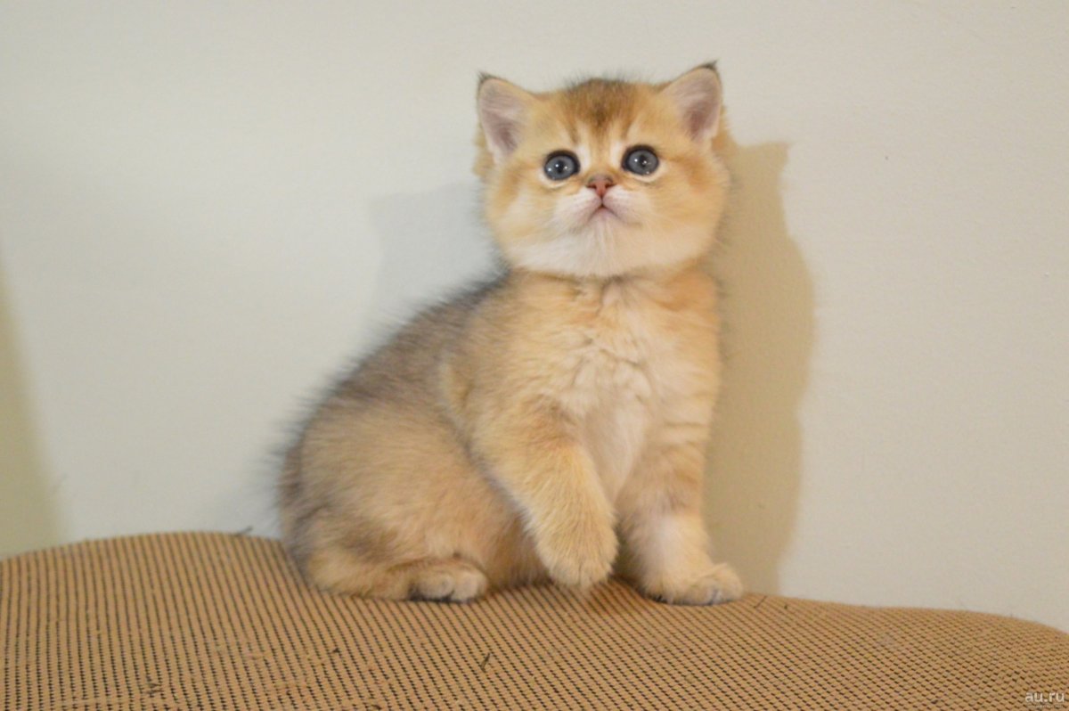 Британская шиншилла кошка