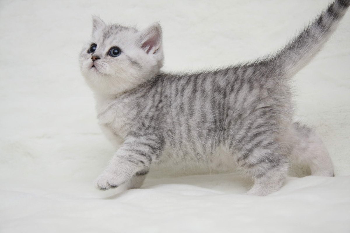 Шотландская прямоухая короткошерстная Золотая