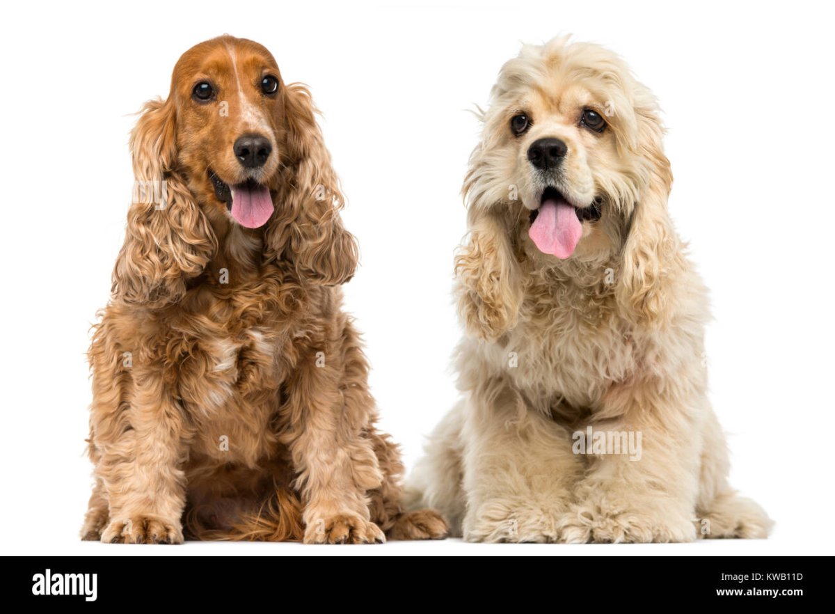 Английский кокер спаниель и американский кокер