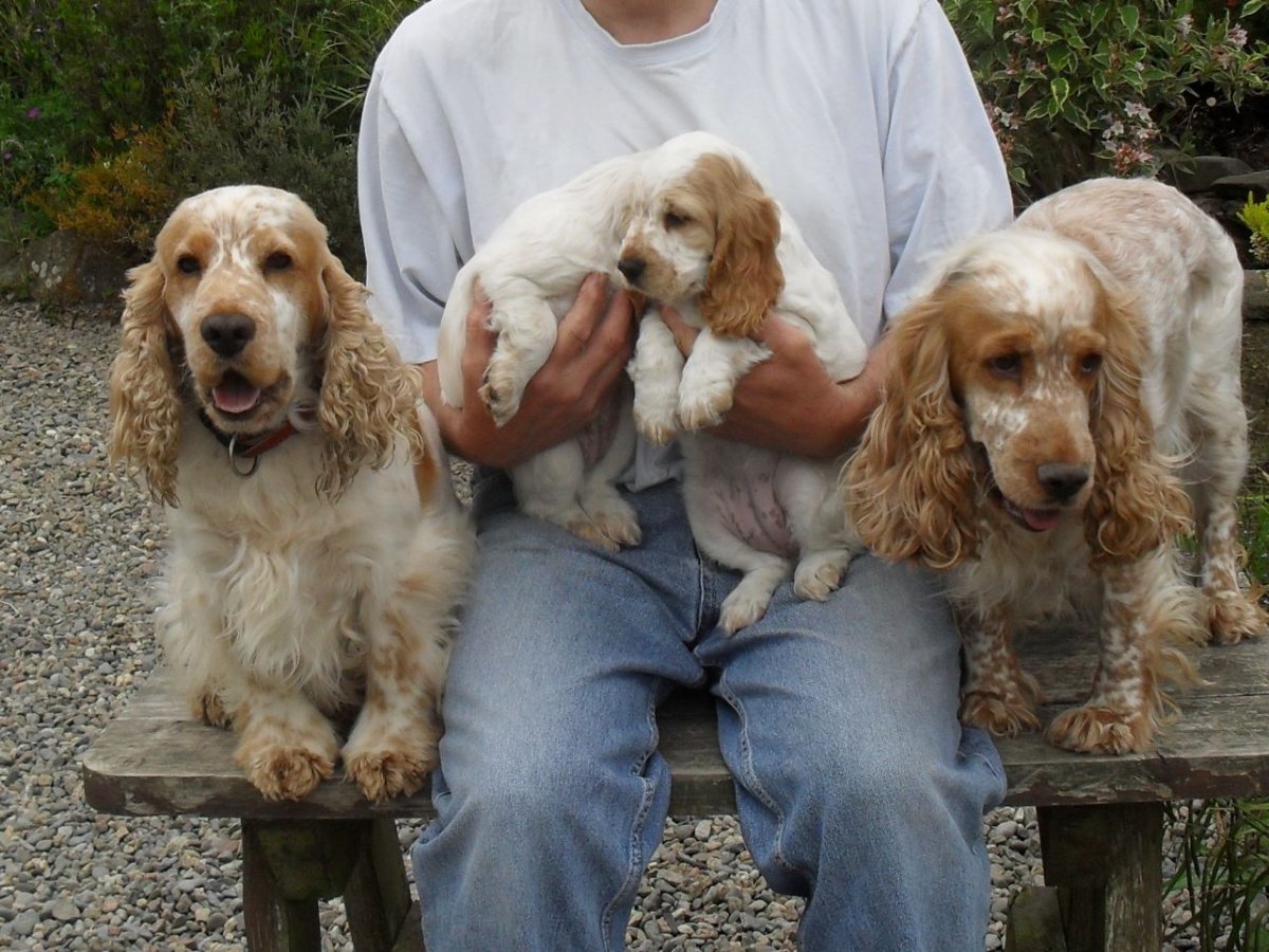 Английский кокер спаниель с человеком