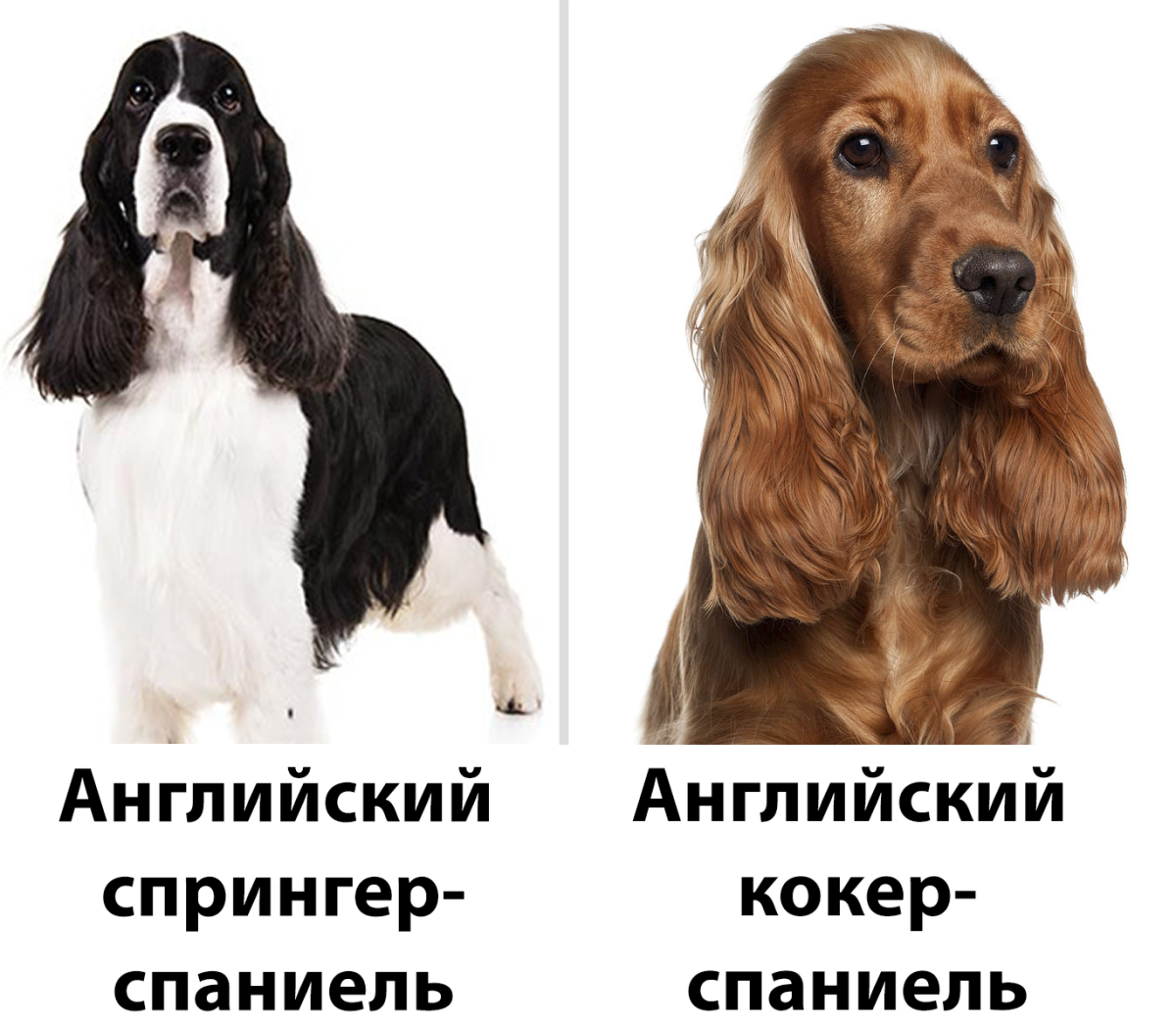 Отличия спаниелей
