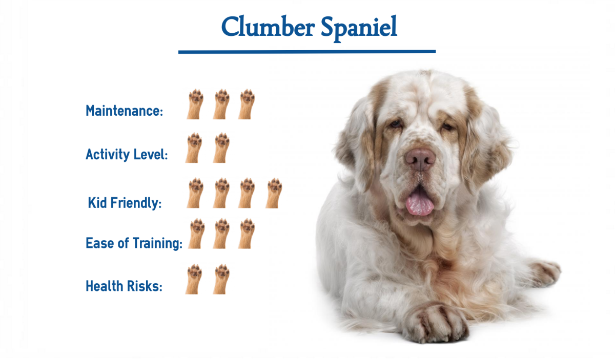 Американский кокер спаниель