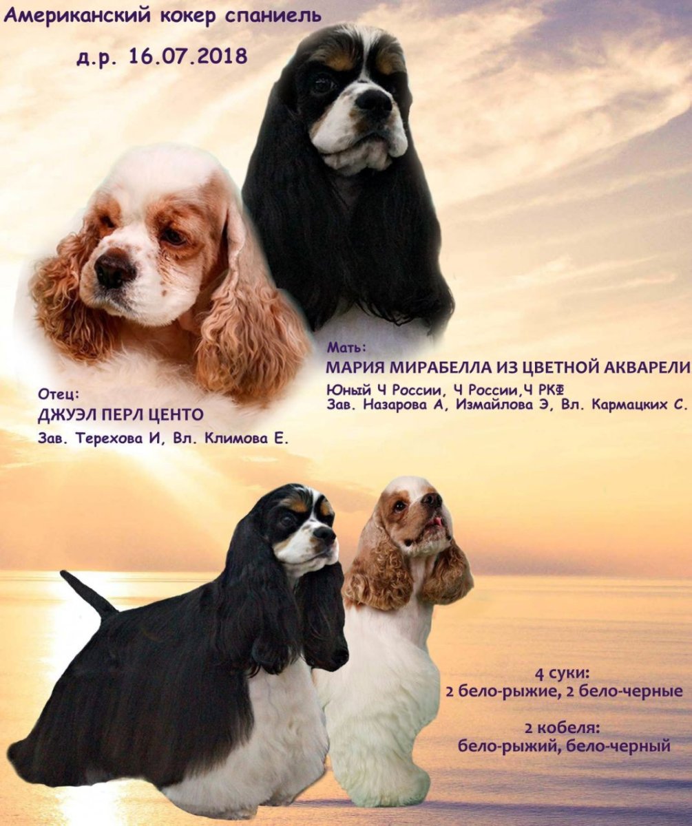 Американский кокер-спаниель фото и описание