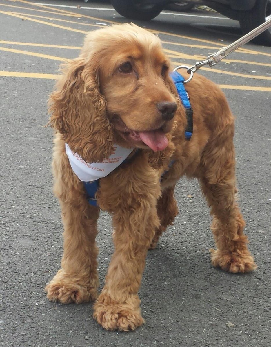 Кокер спаниель Флюк