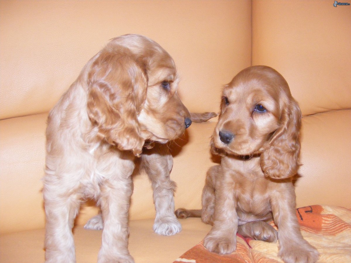 Английский кокер-спаниель