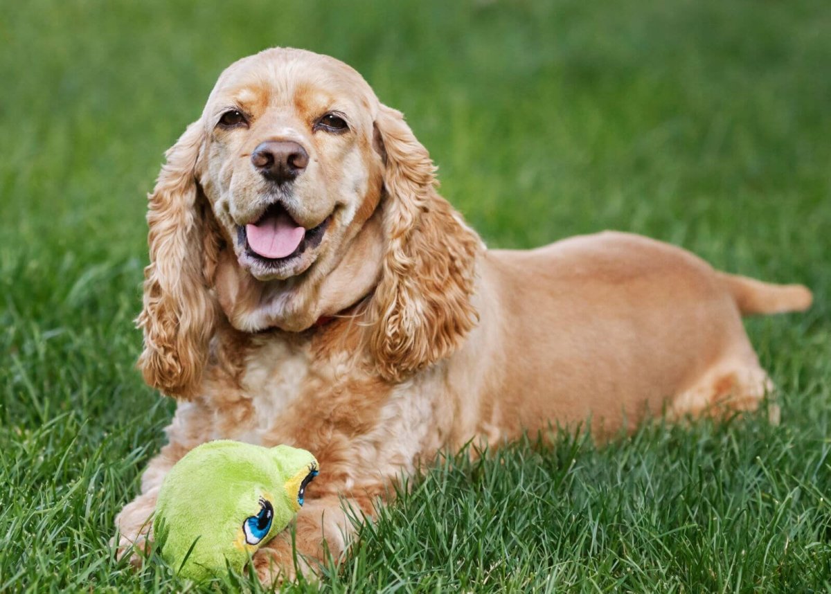 Кокер спаниель улыбается