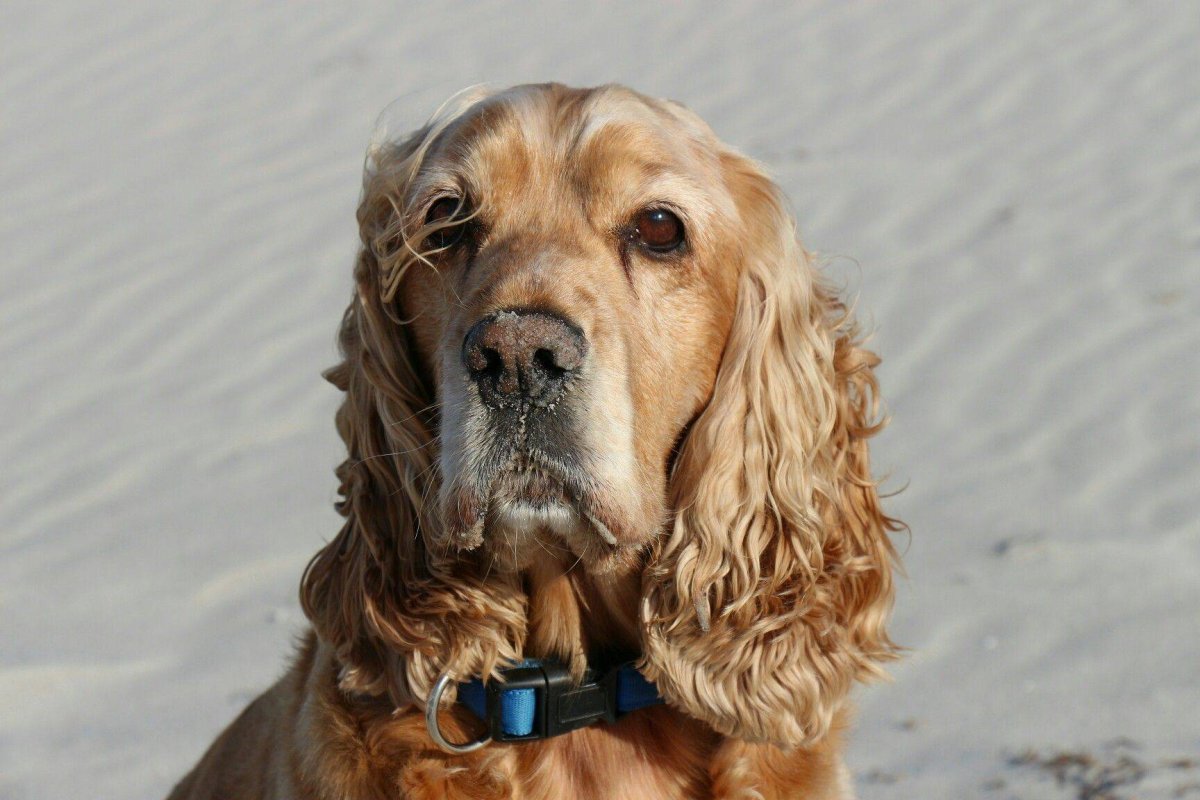 Стрижка американского кокер спаниеля схема