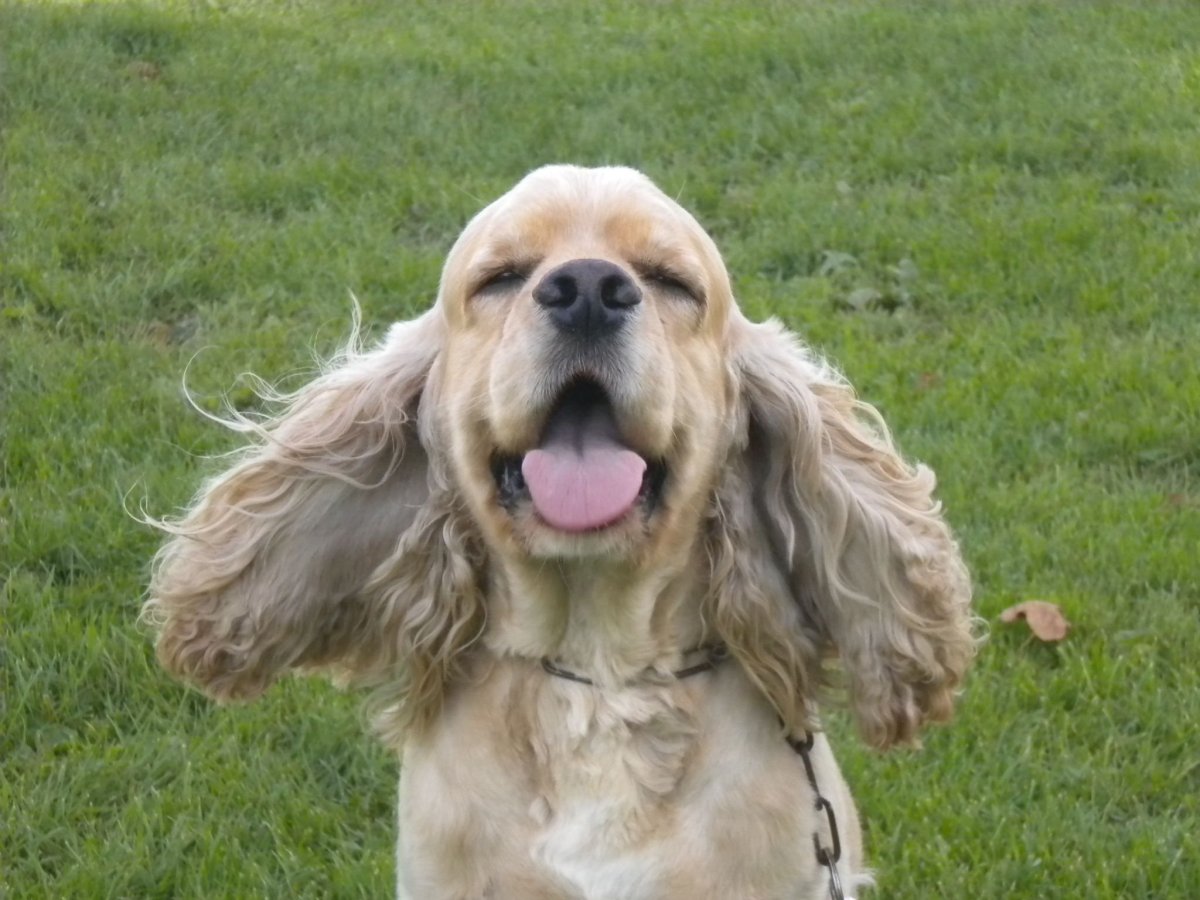 Американский кокер спаниель расцветки