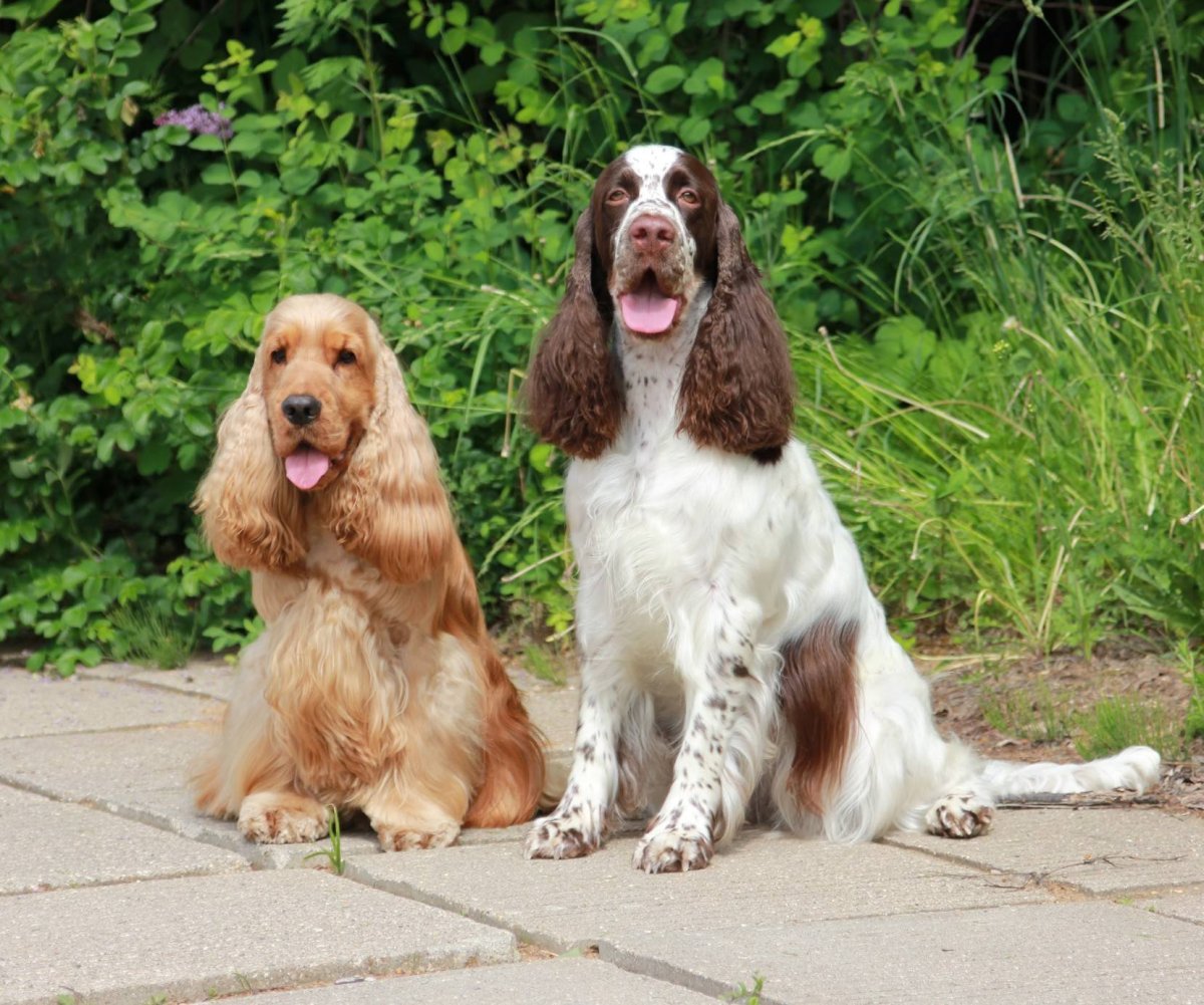 Кокер-спаниель английский американский