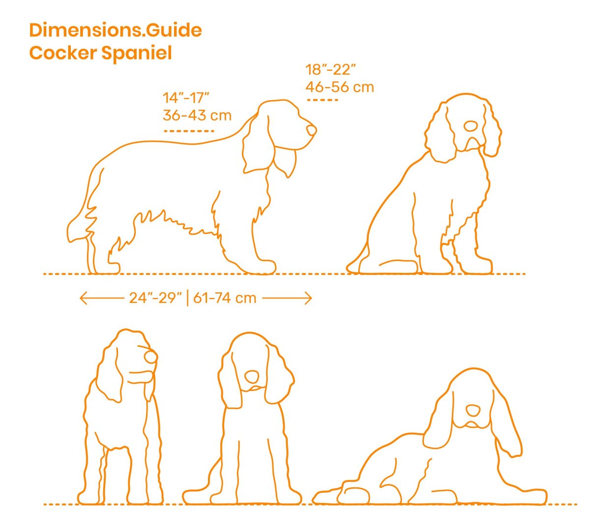 Нарисовать спаниеля пошагово