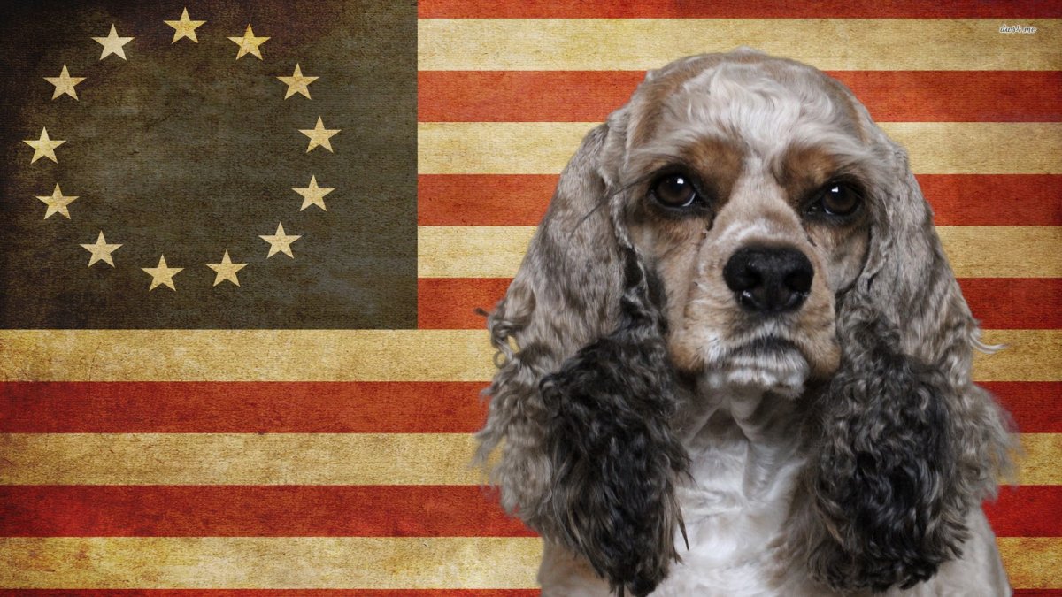 Английские кокер спаниели Канады