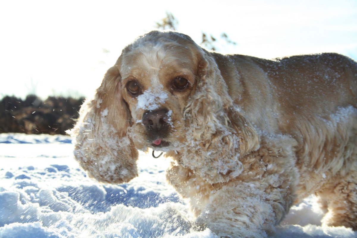 Кокер овчарка