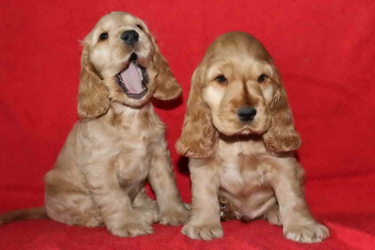 Кокер спаниель пятнистый