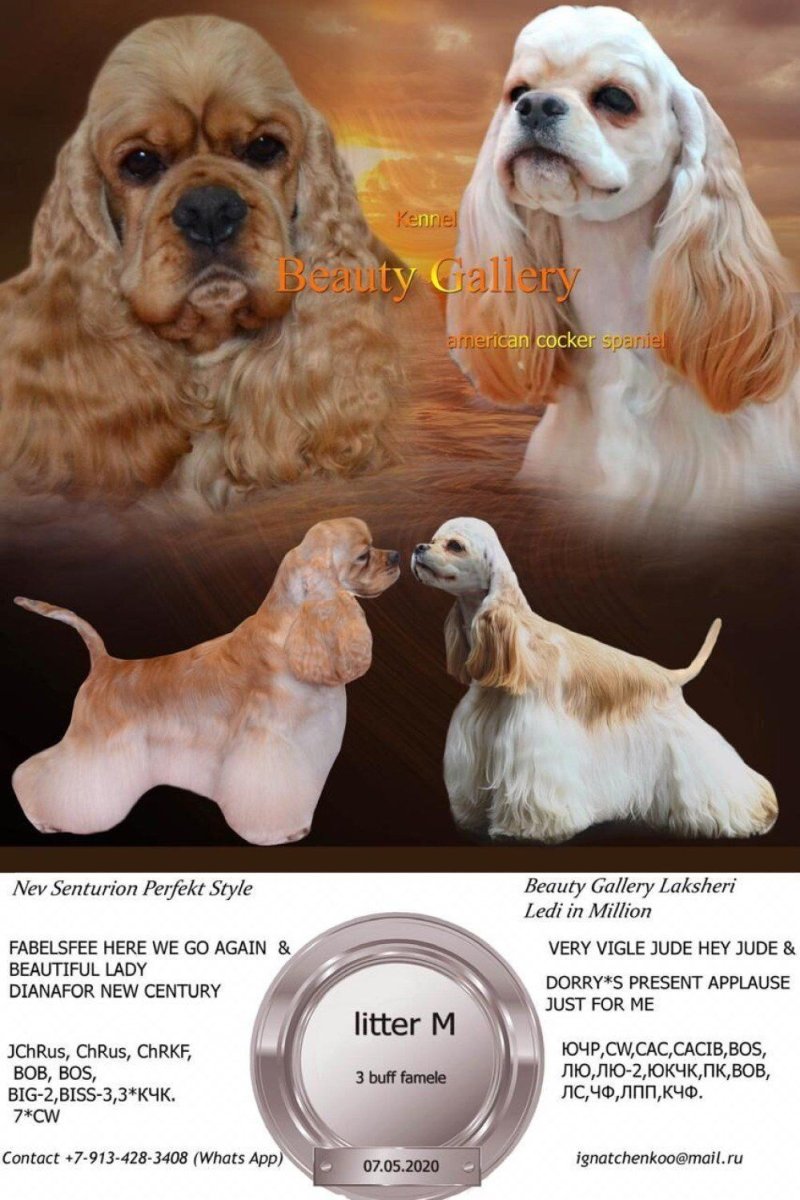 Нестриженный кокер спаниель