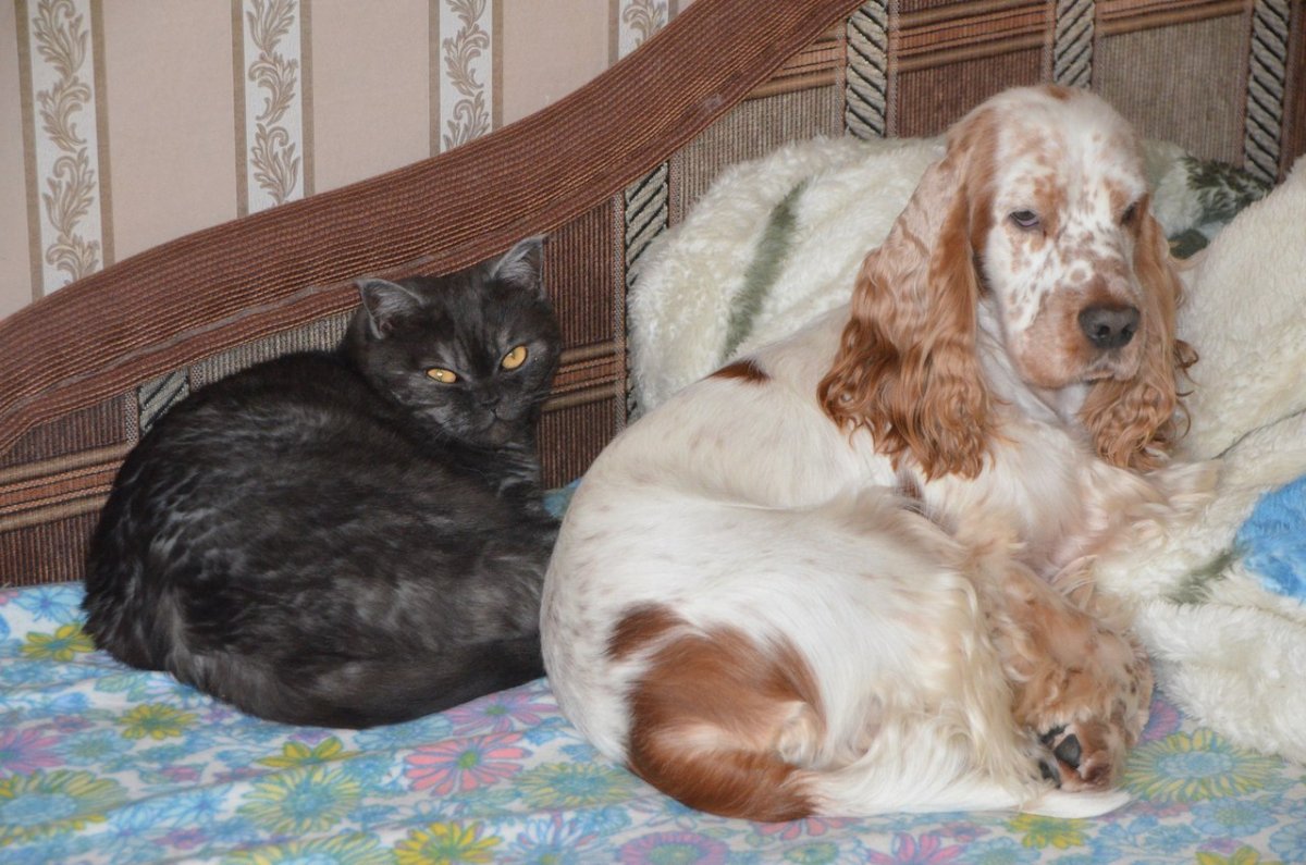 Новогодний мультяшный кокер спаниель