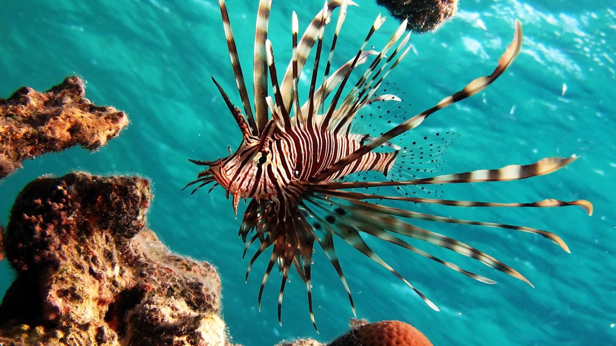 Обои морские жители