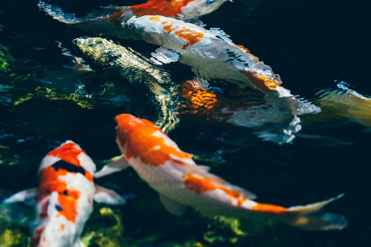 Рыба губан овцеголовый