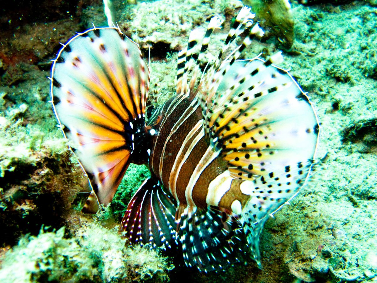 Подводный мир рыба крылатка