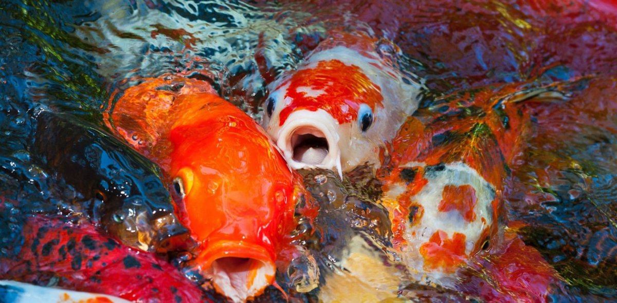 Редкие рыбки