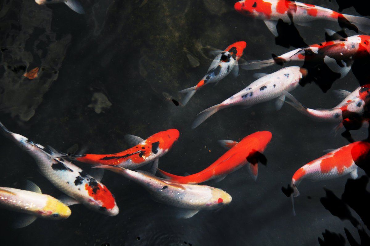 Рыба крылатка в Красном море