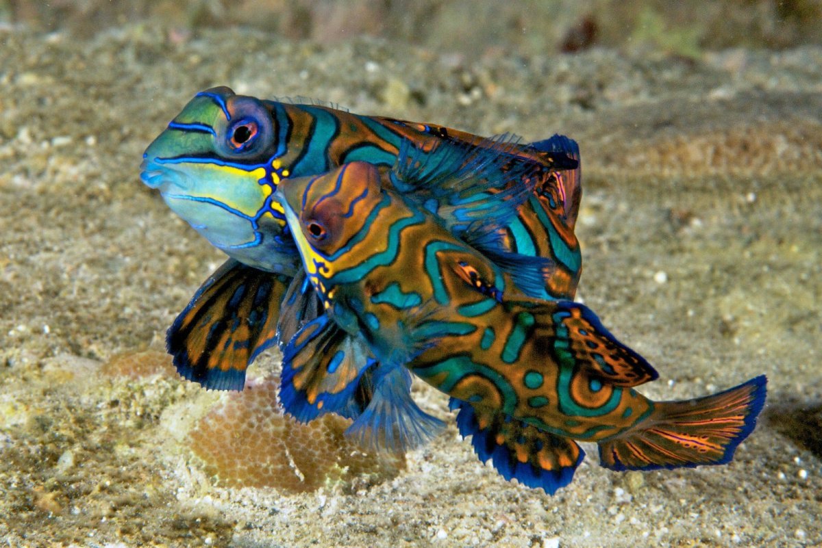 Японская мохнатоголовая собачка