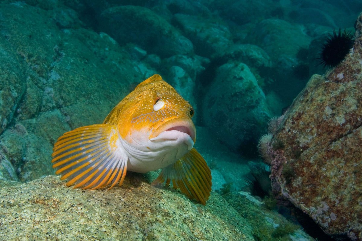 Атлантический океан подводный мир